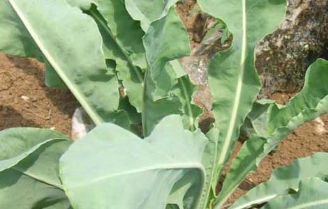 板蓝根种子怎么种（板蓝根种子怎么种植）