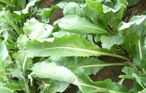 板蓝根种植前景（板蓝根的种植方法难度产量及价格）