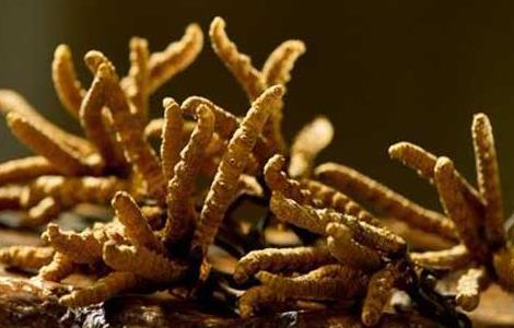 冬虫夏草是什么东西（冬虫夏草是什么的）