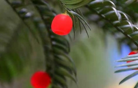 红豆杉什么时候开花结果（红豆杉什么时候开花结果,视频）