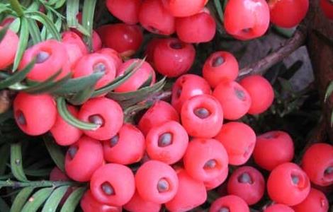 红豆杉什么时候开花结果