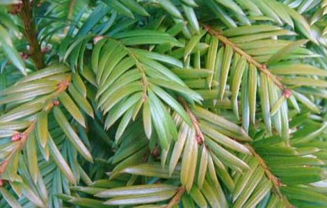 红豆杉的种植前景（红豆杉种植前景和效益）