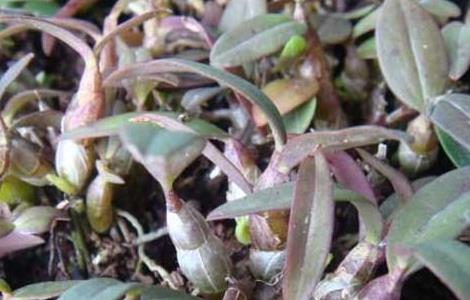 铁皮石斛的种植前景（铁皮石斛的发展前景）