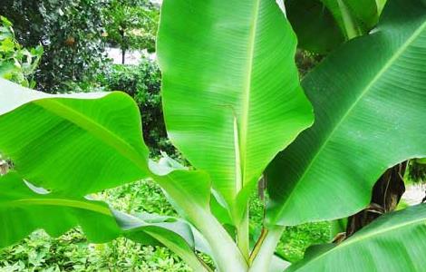 香蕉有种子吗
