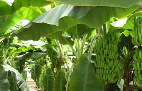 香蕉的产地分布有哪些（香蕉的种类和产地）