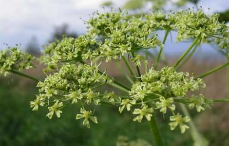 白芷种植时间 白芷种植密度