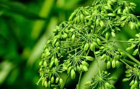 白芷花语是什么 白芷花语是什么意思