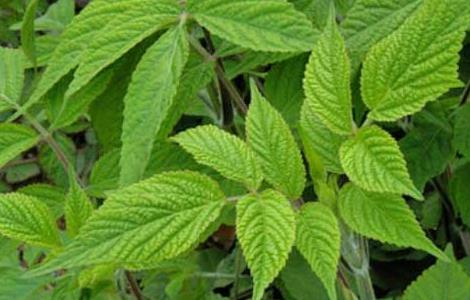 丹参的繁殖方法(丹参扦插繁殖方法)