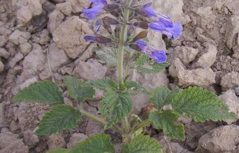 丹参的种植前景 丹参种植前景及价格一亩地能产多少