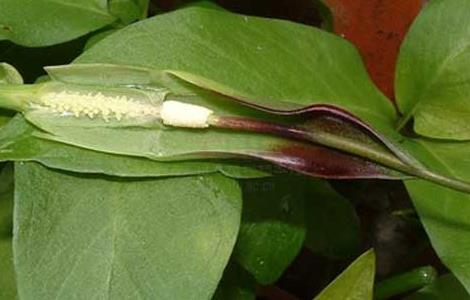 半夏有毒吗 半夏有毒吗,如何解