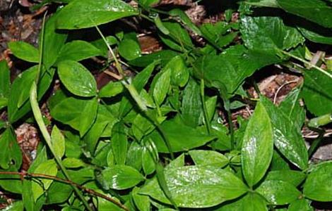 半夏的产地分布有哪些（水半夏的产地）