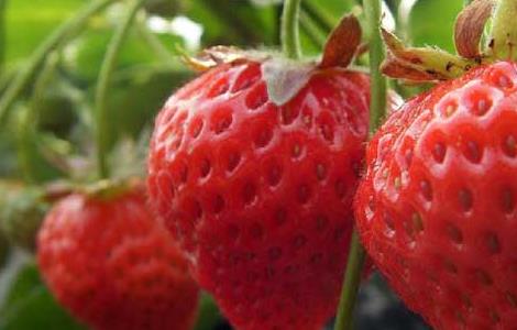 草莓的产地分布有哪些 草莓的产地分布有哪些地方