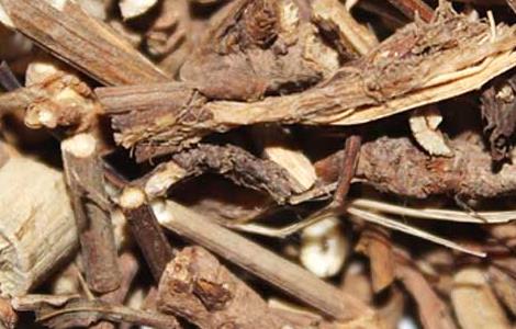 柴胡的种植前景