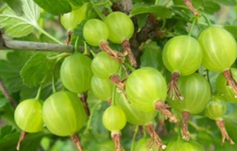 灯笼果的产地分布 灯笼果的产地分布图