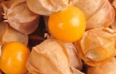 姑娘果的产地分布（姑娘果 产地）