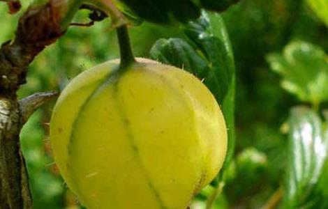 灯笼果的繁殖技术 灯笼果的繁殖技术和管理