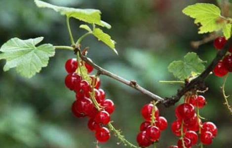 灯笼果的种植条件（灯笼果的种植方法）