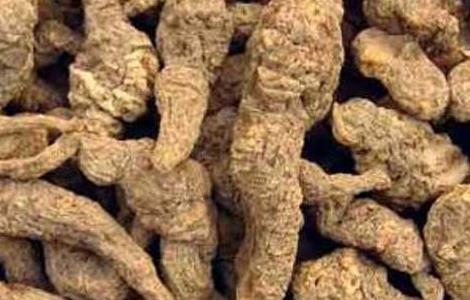 地黄的产地分布(地黄主要产地)