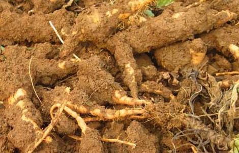 地黄的种类及鉴别方法 地黄的种类及鉴别方法及用量