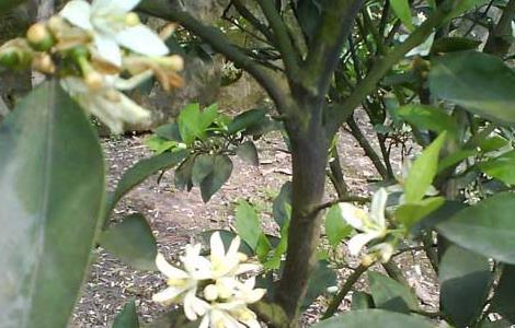 柑橘的种植条件（柑橘的种植条件和方法）