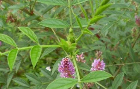 甘草的繁殖方法 甘草的种苗繁育方法