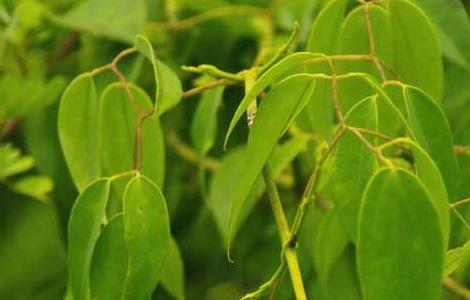 甘草的繁殖方法