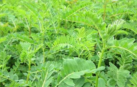 黄芪的产地分布（黄芪分布地区）