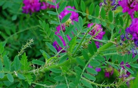 黄芪的种植条件（黄芪的种植条件和方法）