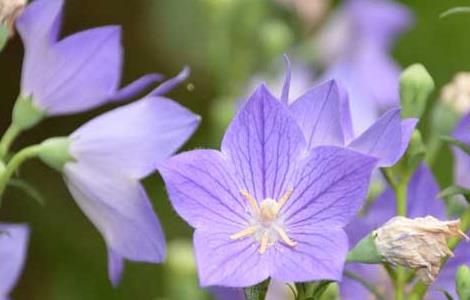 桔梗有毒吗 桔梗有毒吗猫可以吃吗