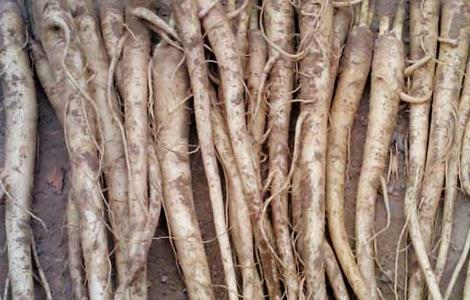 桔梗的种植前景 桔梗的种植前景及环境