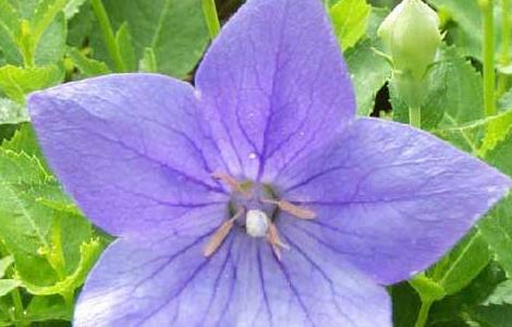 桔梗病虫害防治技术 洋桔梗的病虫害防治