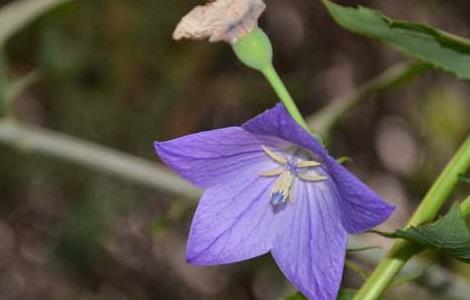桔梗种子播种技术(桔梗种子播种技术要点)