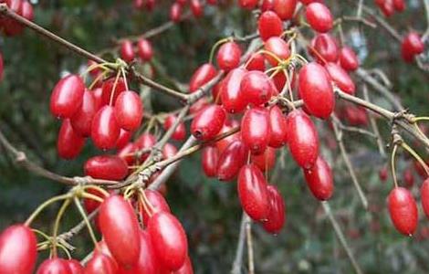 山茱萸的产地分布 山茱萸与吴茱萸产地