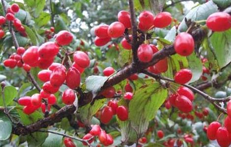 山茱萸的繁殖方法 山茱萸的繁殖方法视频