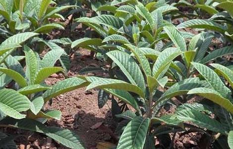 枇杷苗种植技术 枇杷苗种植技术与管理