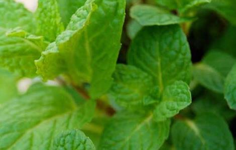 薄荷的产地分布(薄荷的产地分布图)