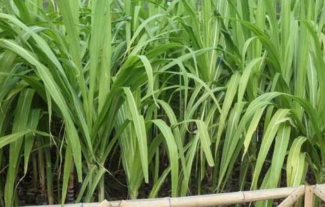 甘蔗的种植时间（甘蔗的种植时间和收获时间）