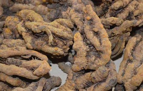 黄连的产地分布 黄连的主要产地