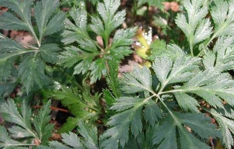 黄连的繁殖方法（黄连的繁殖方法图解）