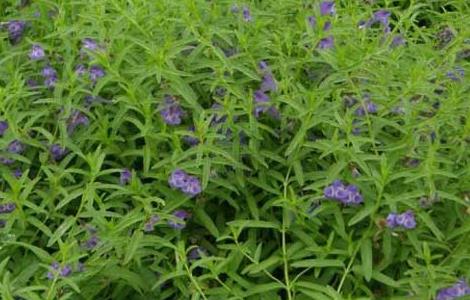 黄芩的产地分布 黄芩主产地在哪里最大