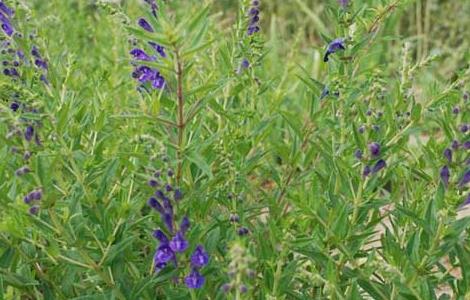 黄芩的繁殖方法 黄芩的繁殖方法有