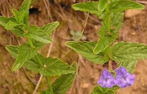 黄芩的生长习性（黄芩的特征）