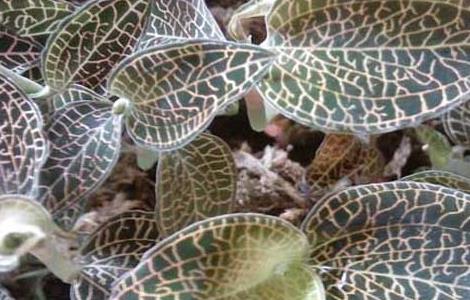 金线莲繁殖技术 金线莲繁殖方法