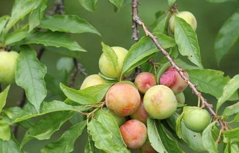 李子的产地分布（李子产于哪里）