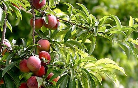 李子树苗培育技术（李子树苗培育技术视频）