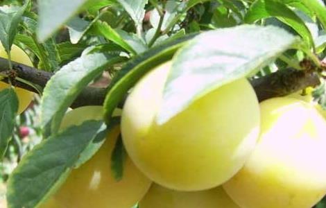 李子树病虫害防治技术（李子树病虫害防治技术研究）