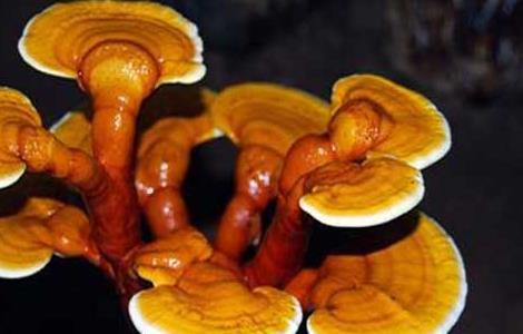 灵芝盆景的制作和养护(灵芝盆景的制作和养护视频)