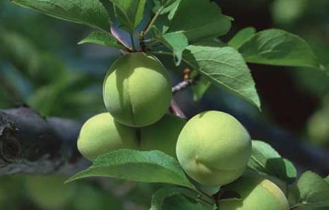 梅子的产地分布 梅子种类大全及名称