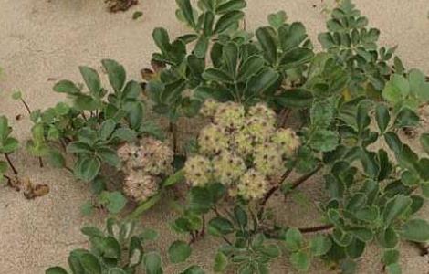 北沙参的繁殖方法 北沙参的繁殖方法有哪些