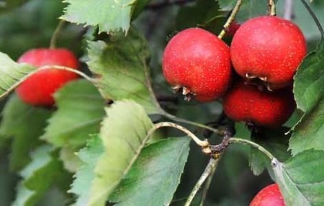 山楂的产地分布（山楂的分布地区）